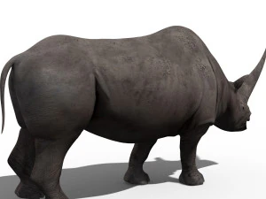 3d wooly elasmotherium rhino 3D Model
