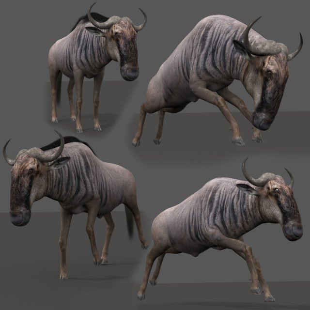 wildebeest pro 3D Model .c4d .max .obj .3ds .fbx .stl .blend 
