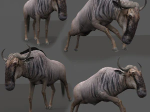 gnu professionista Modello 3D