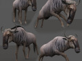 Wildebeest PRO 3D Model