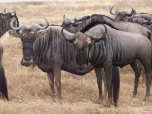 wildebeest pro 3D Model