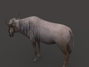 wildebeest pro 3D Model