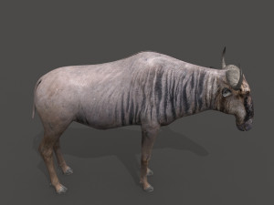 wildebeest pro 3D Model