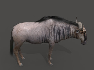 wildebeest pro 3D Model