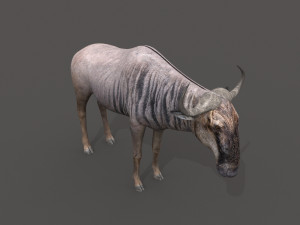 wildebeest pro 3D Model