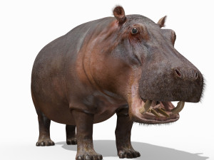 super hippo 8k - animated 3D Model