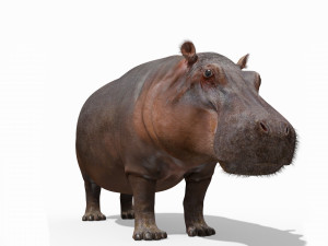 super hippo 8k - animated Model 3D