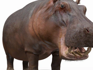 super hipopotam 8k - animowany Model 3D