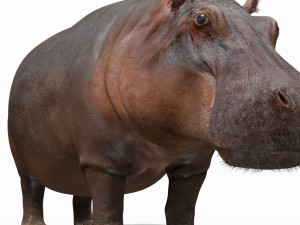 super hippo 8k - animated Model 3D
