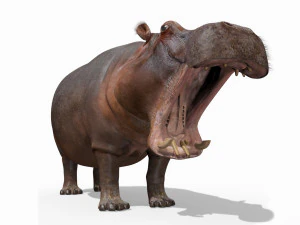 super hipopotam 8k - animowany Model 3D