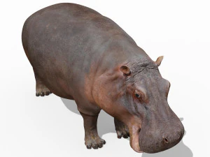 super hipopotam 8k - animowany Model 3D