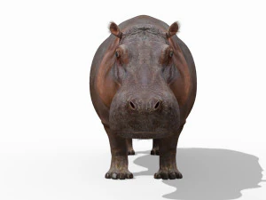 super hipopotam 8k - animowany Model 3D