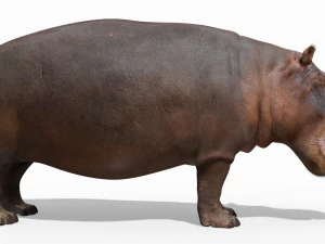 super hipopotam 8k - animowany Model 3D