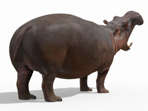 super hipopotam 8k - animowany Model 3D