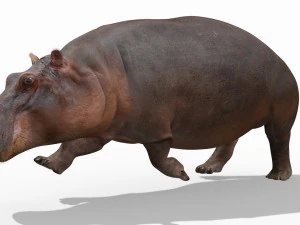 super hipopotam 8k - animowany Model 3D