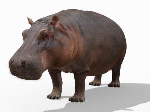 super hippo 8k - animated Model 3D