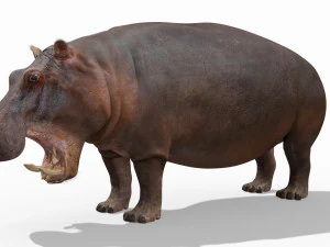 super hipopotam 8k - animowany Model 3D