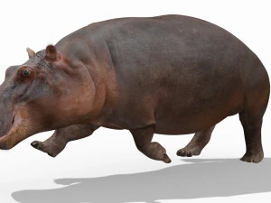 super hipopotam 8k - animowany Model 3D