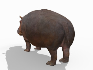 super hippo 8k - animated Model 3D