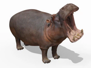 super hipopotam 8k - animowany Model 3D