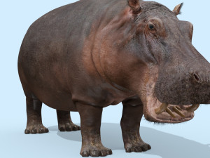 wild hippo 8k - animated 3D Model