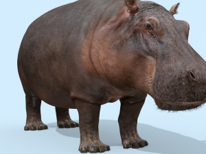 wild hippo 8k - animated 3D Model