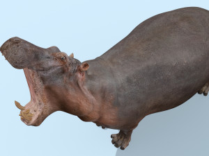 wild hippo 8k - animated 3D Model