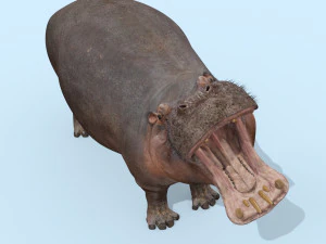 hipop&oacute;tamo selvagem 8k - animado Modelo 3D