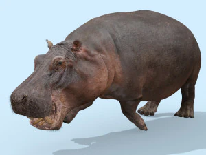 hipop&oacute;tamo selvagem 8k - animado Modelo 3D