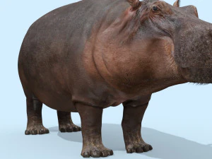 hipop&oacute;tamo selvagem 8k - animado Modelo 3D