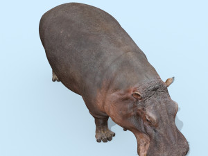wild hippo 8k - animated 3D Model
