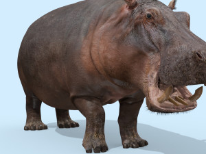 wild hippo 8k - animated 3D Model