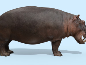 wild hippo 8k - animated 3D Model