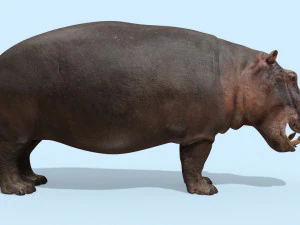 hipop&oacute;tamo selvagem 8k - animado Modelo 3D