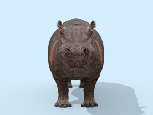 wild hippo 8k - animated 3D Model