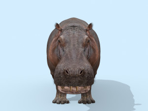 wild hippo 8k - animated 3D Model