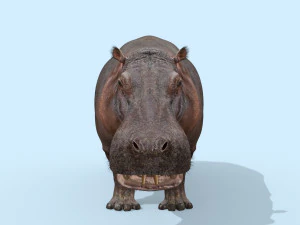 hipop&oacute;tamo selvagem 8k - animado Modelo 3D