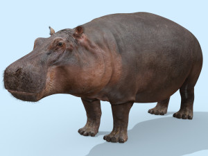 wild hippo 8k - animated 3D Model