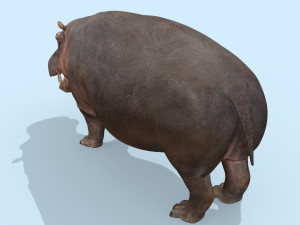 wild hippo 8k - animated 3D Model
