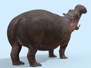 wild hippo 8k - animated 3D Model