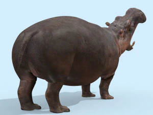 hipop&oacute;tamo selvagem 8k - animado Modelo 3D