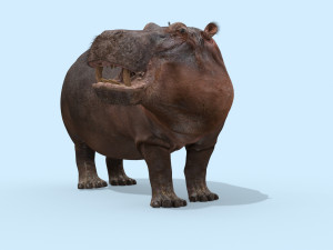 wild hippo 8k - animated 3D Model