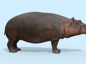 hipop&oacute;tamo selvagem 8k - animado Modelo 3D