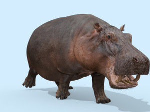 wild hippo 8k - animated 3D Model