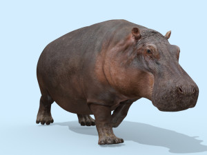 wild hippo 8k - animated 3D Model