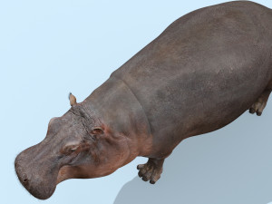 wild hippo 8k - animated 3D Model