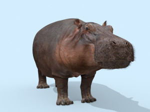 wild hippo 8k - animated 3D Model