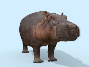 hipop&oacute;tamo selvagem 8k - animado Modelo 3D