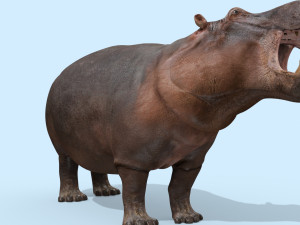 wild hippo 8k - animated 3D Model