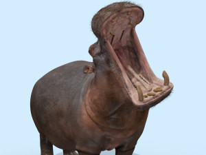 wild hippo 8k - animated 3D Model